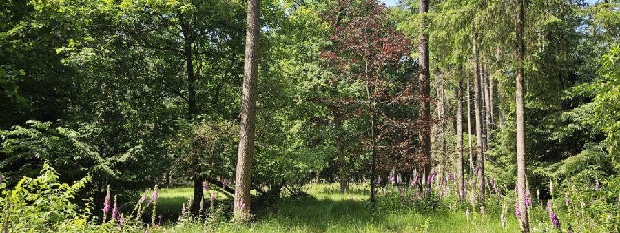 Foto van bos te Beekbergen