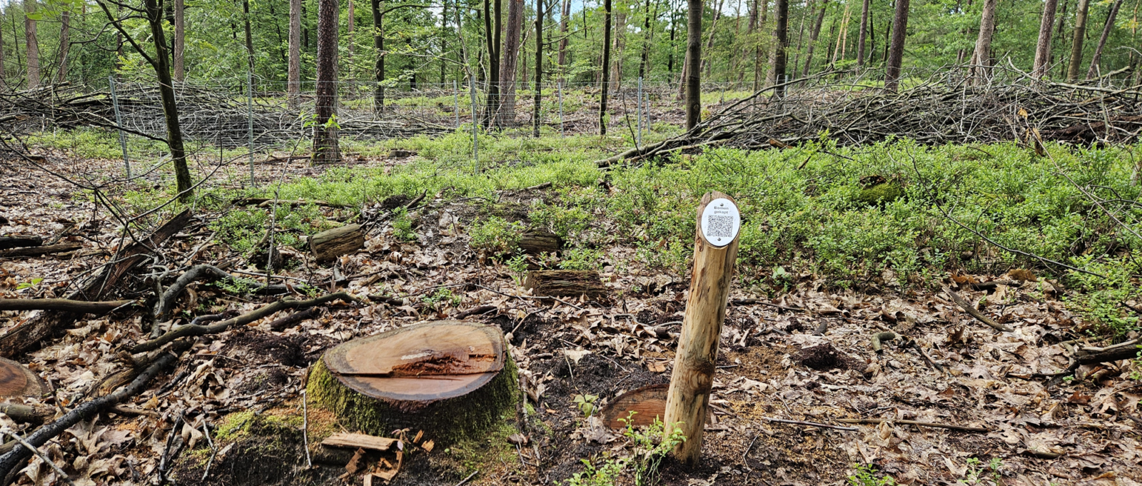 foto boomstronk met QR paaltje