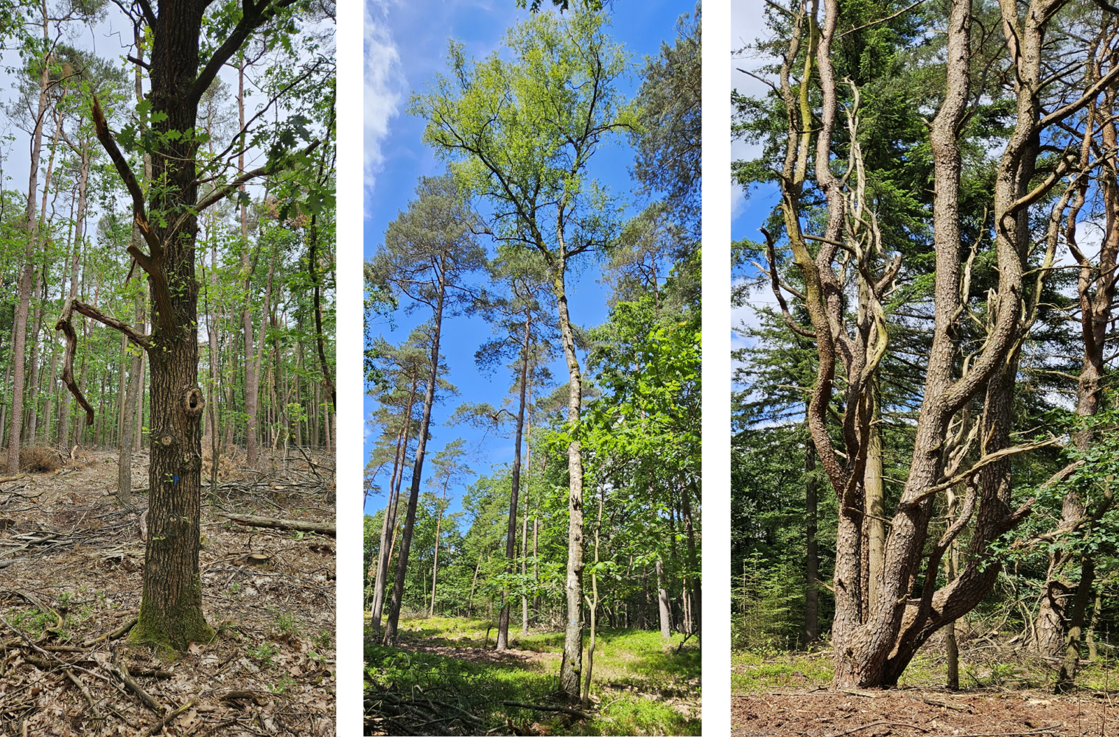 foto's van Zomereik, Berk en Grove den.