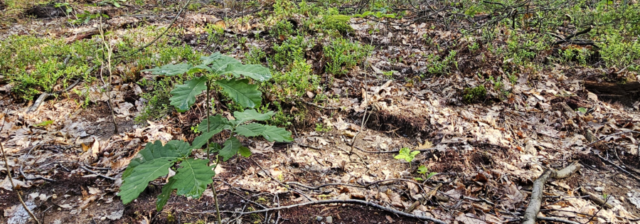 foto aangeplante Wintereik