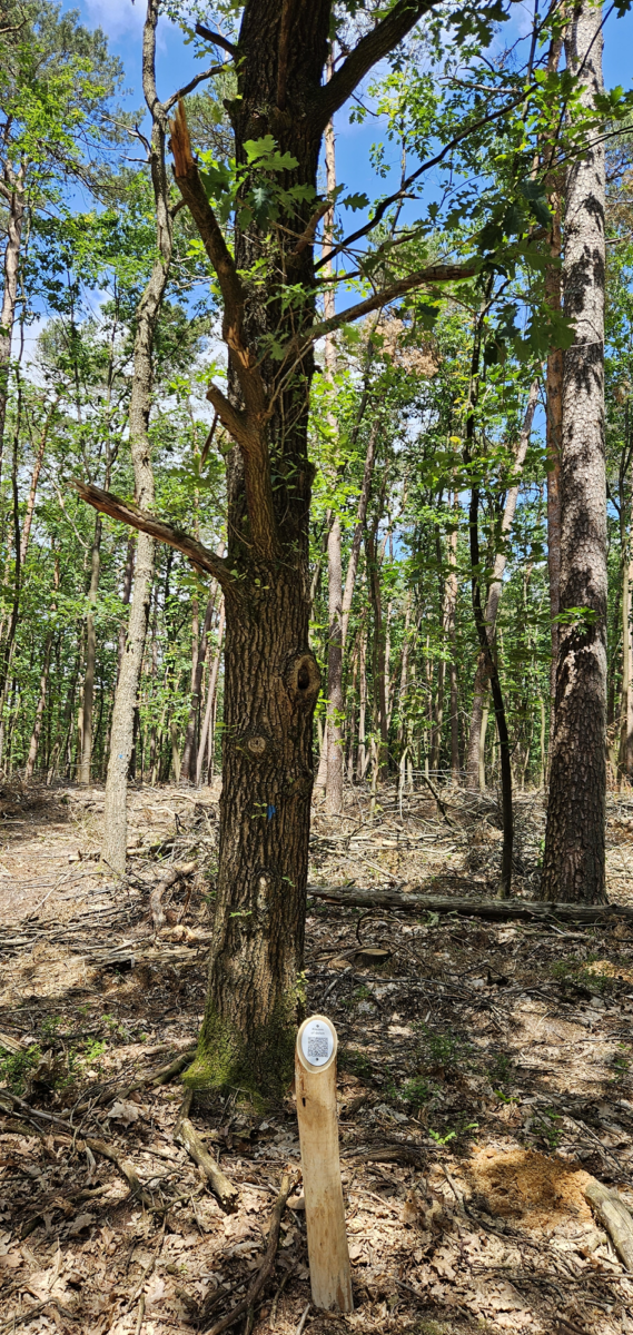 foto Zomereik met blauwe stip
